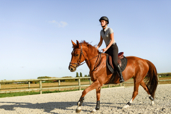 equitation